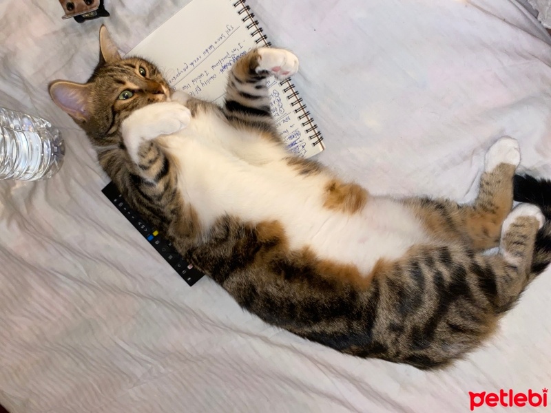 Bengal, Kedi  LUNA fotoğrafı