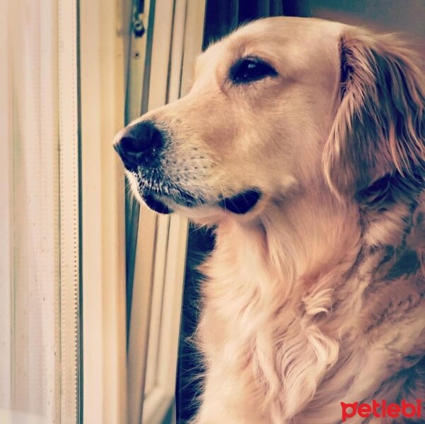 Golden Retriever, Köpek  mia fotoğrafı