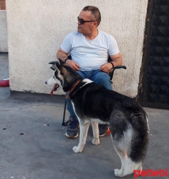 Sibirya Kurdu (Husky), Köpek  Şiva fotoğrafı