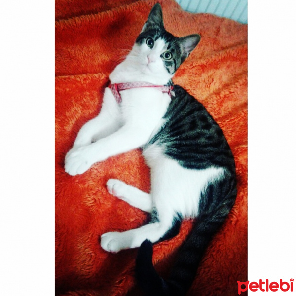 Tekir Kedi, Kedi  Pamuk fotoğrafı