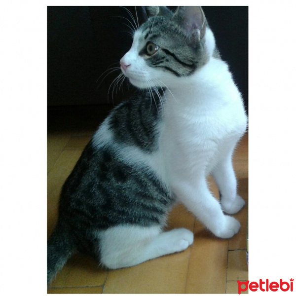 Tekir Kedi, Kedi  Pamuk fotoğrafı