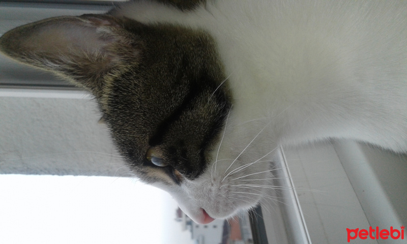 Tekir Kedi, Kedi  Pamuk fotoğrafı