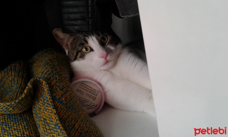 Tekir Kedi, Kedi  Pamuk fotoğrafı