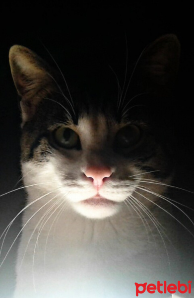 Tekir Kedi, Kedi  Pamuk fotoğrafı