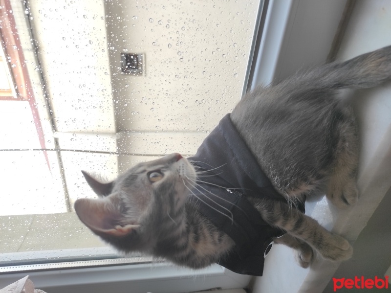 Tekir Kedi, Kedi  Dobby fotoğrafı