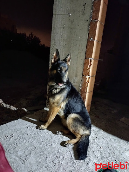 Alman Çoban Köpeği, Köpek  ASİL fotoğrafı