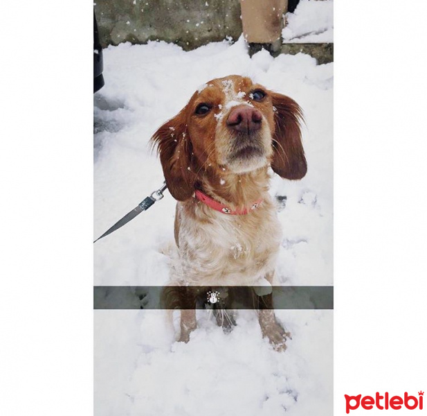 Brittany, Köpek  Hera fotoğrafı