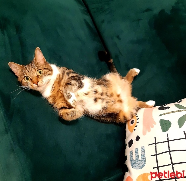 Tekir Kedi, Kedi  Tarçın fotoğrafı