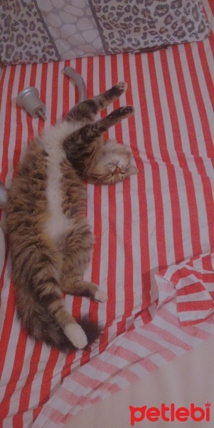 Tekir Kedi, Kedi  ponçik fotoğrafı