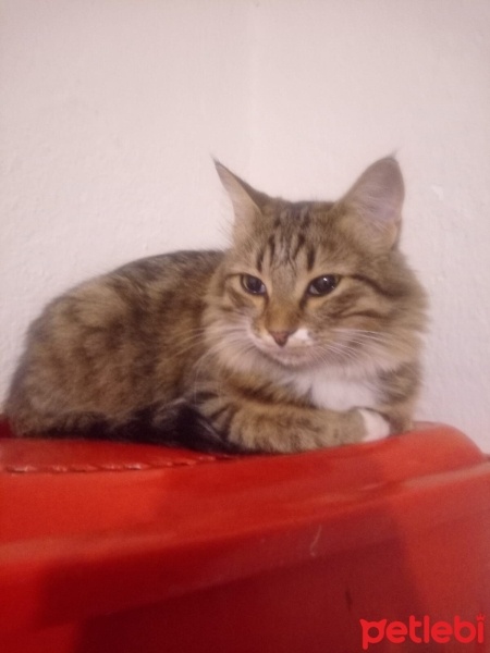 Tekir Kedi, Kedi  ponçik fotoğrafı
