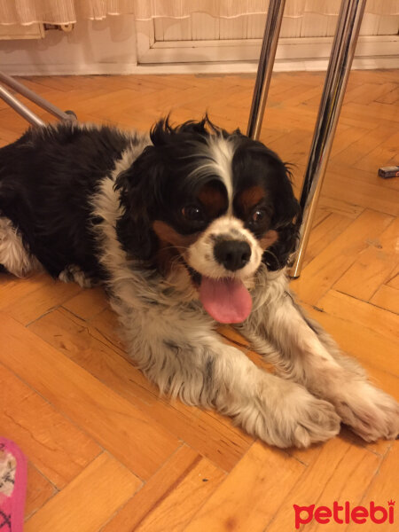 Cavalier King Charles Spanieli, Köpek  Pablo fotoğrafı