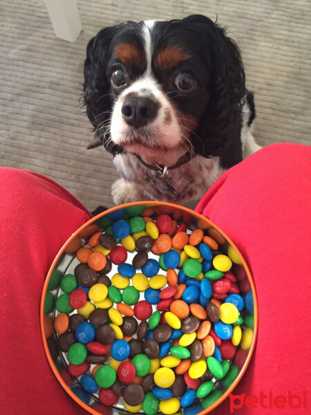 Cavalier King Charles Spanieli, Köpek  Pablo fotoğrafı