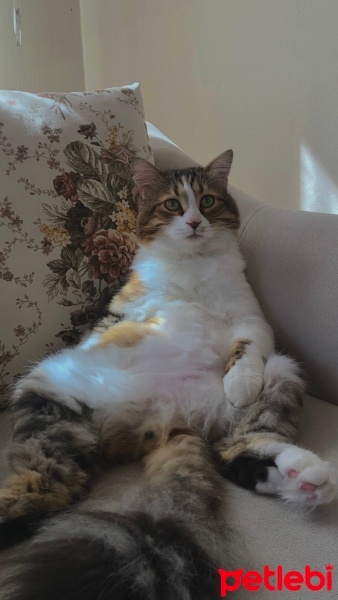Tekir Kedi, Kedi  Çakıl fotoğrafı