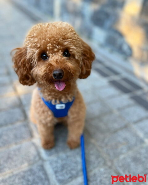 Poodle (Minyatür Kaniş), Köpek  Luna fotoğrafı