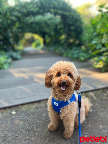 Poodle (Minyatür Kaniş), Köpek  Luna fotoğrafı