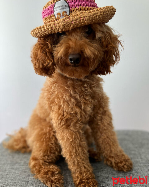 Poodle (Minyatür Kaniş), Köpek  Luna fotoğrafı