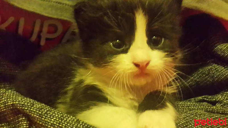 Tuxedo (Smokin) Kedi, Kedi  charlie fotoğrafı