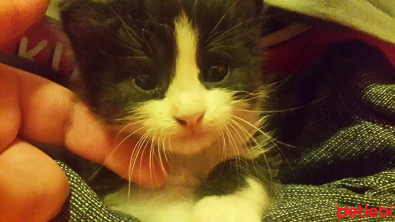 Tuxedo (Smokin) Kedi, Kedi  charlie fotoğrafı