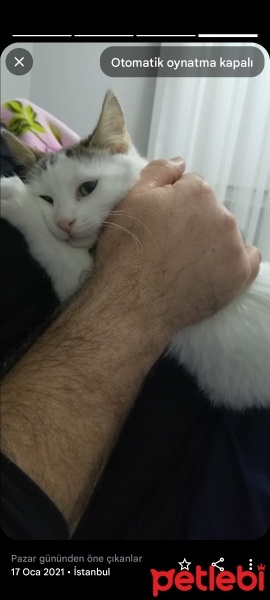 Tekir Kedi, Kedi  İncir fotoğrafı