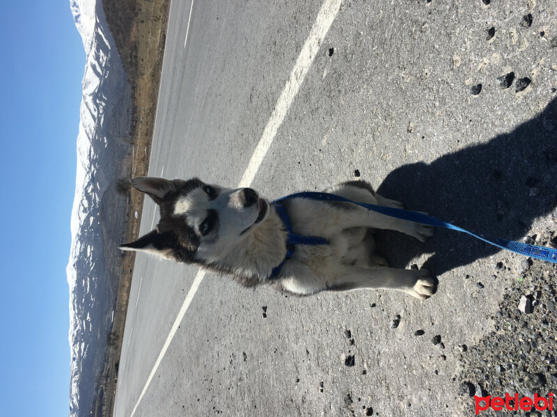 Sibirya Kurdu (Husky), Köpek  Odin fotoğrafı