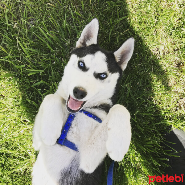 Sibirya Kurdu (Husky), Köpek  Odin fotoğrafı