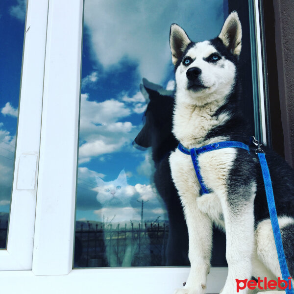 Sibirya Kurdu (Husky), Köpek  Odin fotoğrafı