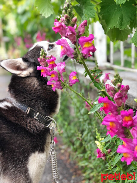 Sibirya Kurdu (Husky), Köpek  Odin fotoğrafı