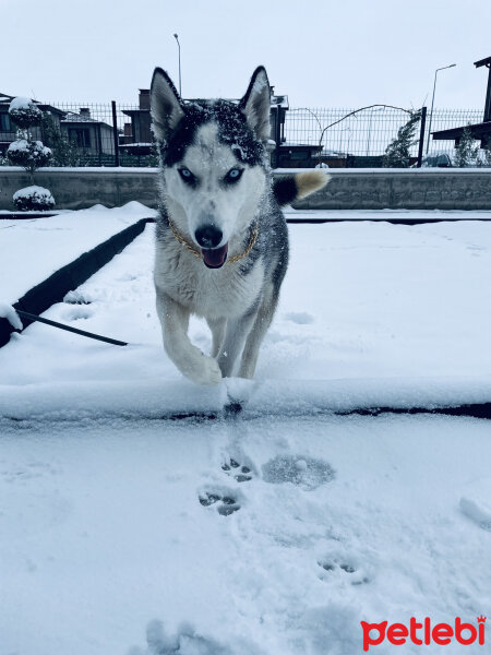 Sibirya Kurdu (Husky), Köpek  Odin fotoğrafı