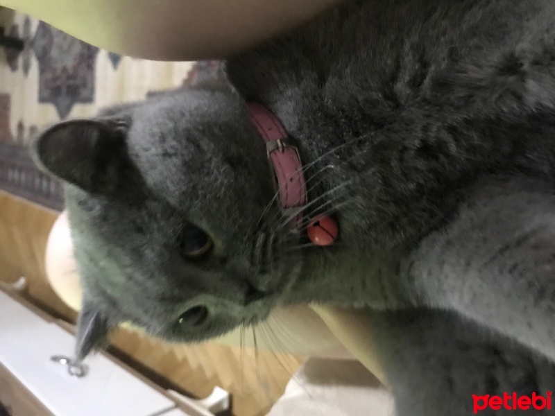 British Shorthair, Kedi  Fred fotoğrafı