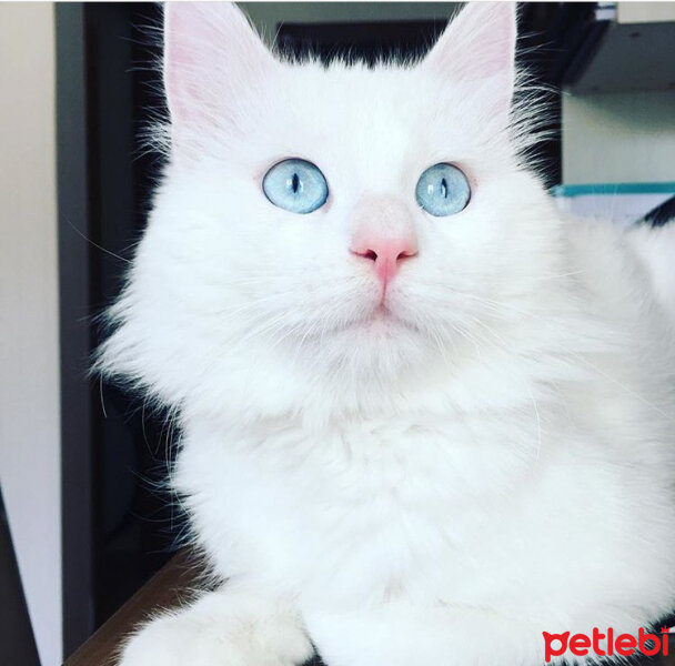 Ankara Kedisi, Kedi  Frigg fotoğrafı