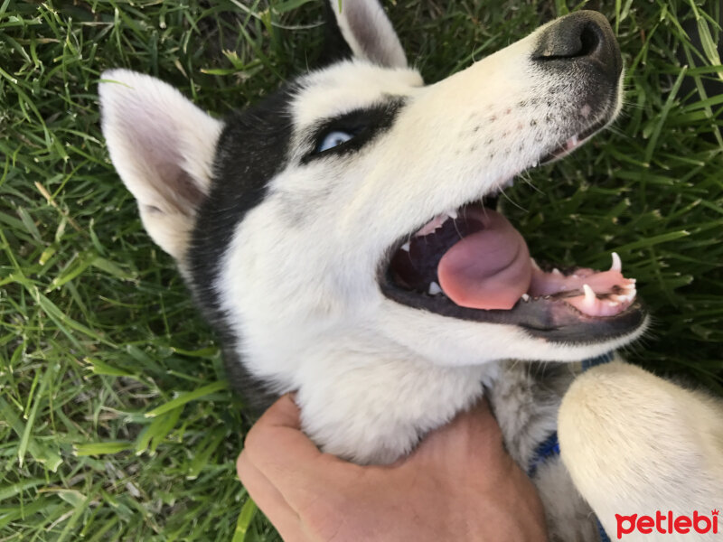 Ankara Kedisi, Kedi  Frigg fotoğrafı