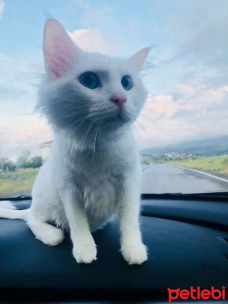 Ankara Kedisi, Kedi  Frigg fotoğrafı