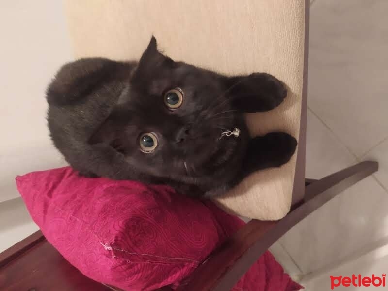 Scottish Fold, Kedi  GECE fotoğrafı