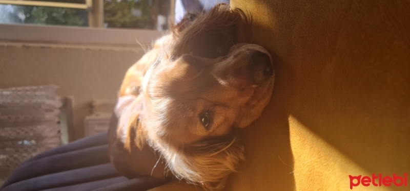 Amerikan Cocker Spaniel, Köpek  Momo fotoğrafı