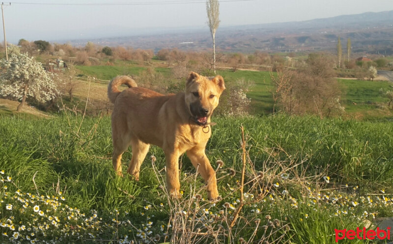 Kangal, Köpek  Zeus fotoğrafı