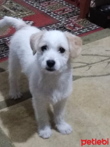 Jack Russell Terrier, Köpek  Petra fotoğrafı