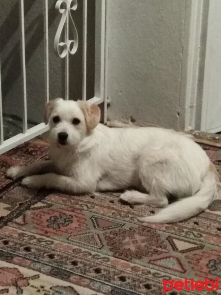 Jack Russell Terrier, Köpek  Petra fotoğrafı