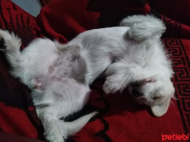 Jack Russell Terrier, Köpek  Petra fotoğrafı