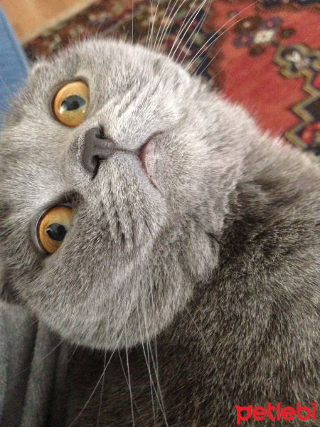 Scottish Fold, Kedi  Mia fotoğrafı
