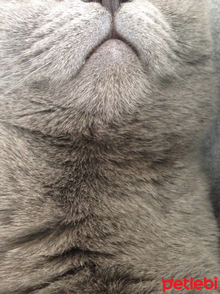 Scottish Fold, Kedi  Mia fotoğrafı