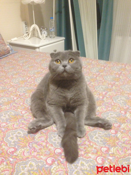 Scottish Fold, Kedi  Mia fotoğrafı