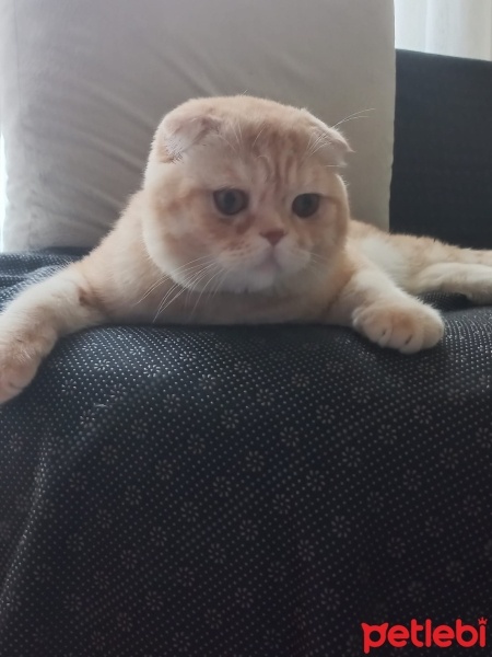 Scottish Fold, Kedi  ALex fotoğrafı