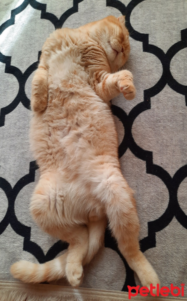 Scottish Fold, Kedi  ALex fotoğrafı