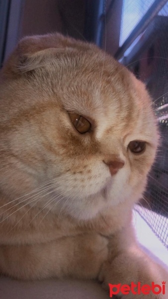 Scottish Fold, Kedi  ALex fotoğrafı