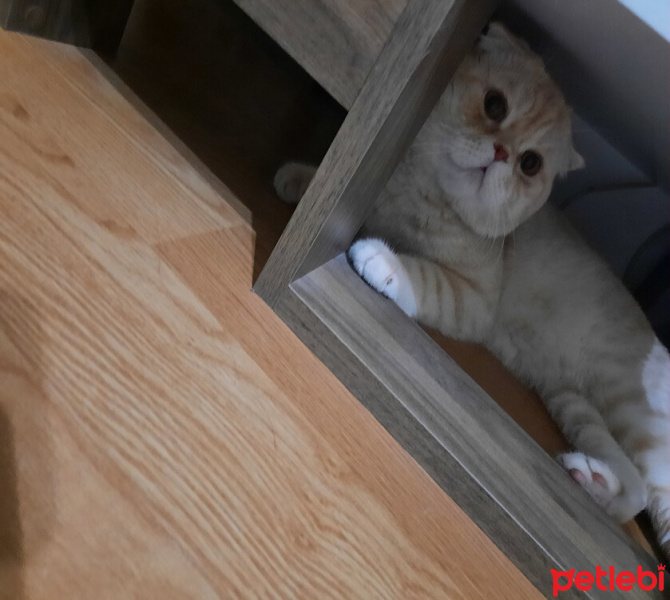 Scottish Fold, Kedi  ALex fotoğrafı