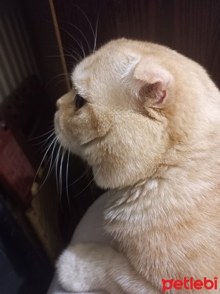 Scottish Fold, Kedi  ALex fotoğrafı