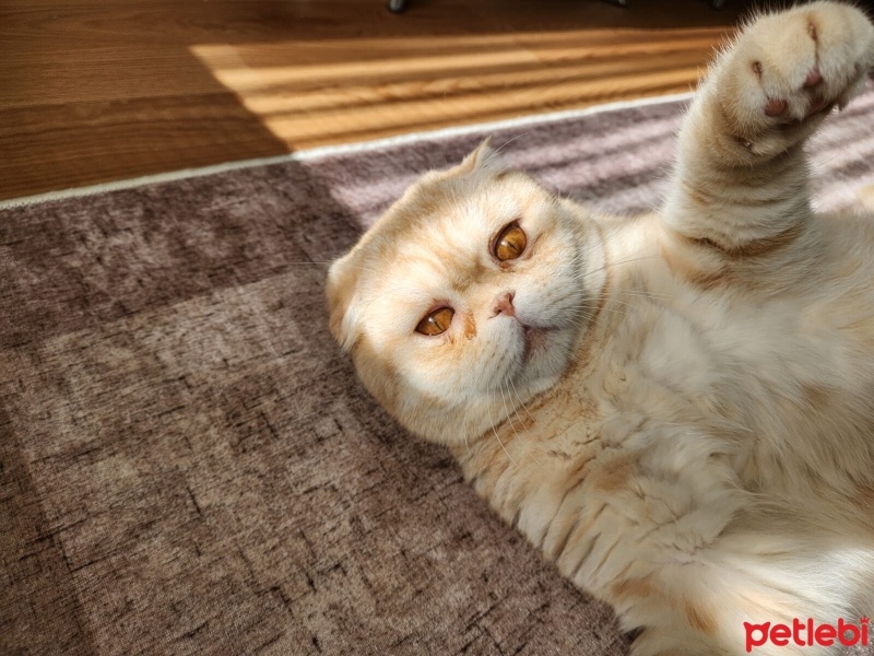 Scottish Fold, Kedi  ALex fotoğrafı