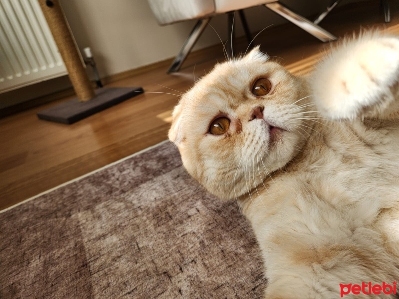 Scottish Fold, Kedi  ALex fotoğrafı