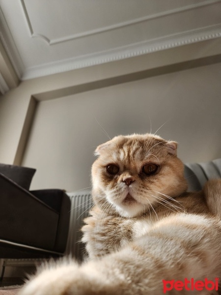 Scottish Fold, Kedi  ALex fotoğrafı