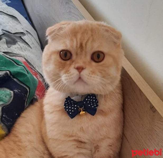 Scottish Fold, Kedi  ALex fotoğrafı